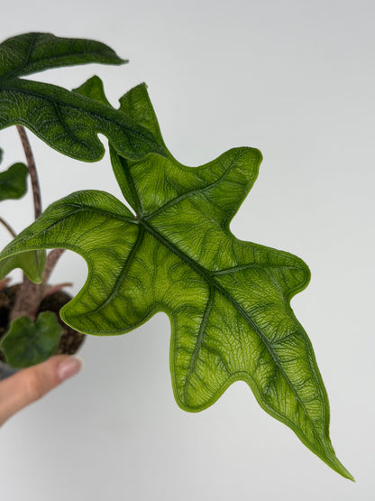 Alocasia Jacklyn Alocasia Tropical Corner