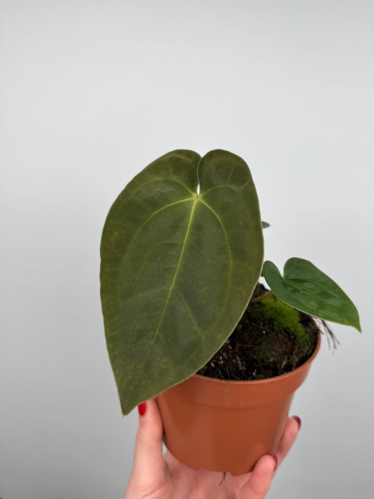 anthurium papillilaminum care Anthurium Papillilaminum – Tropical Corner