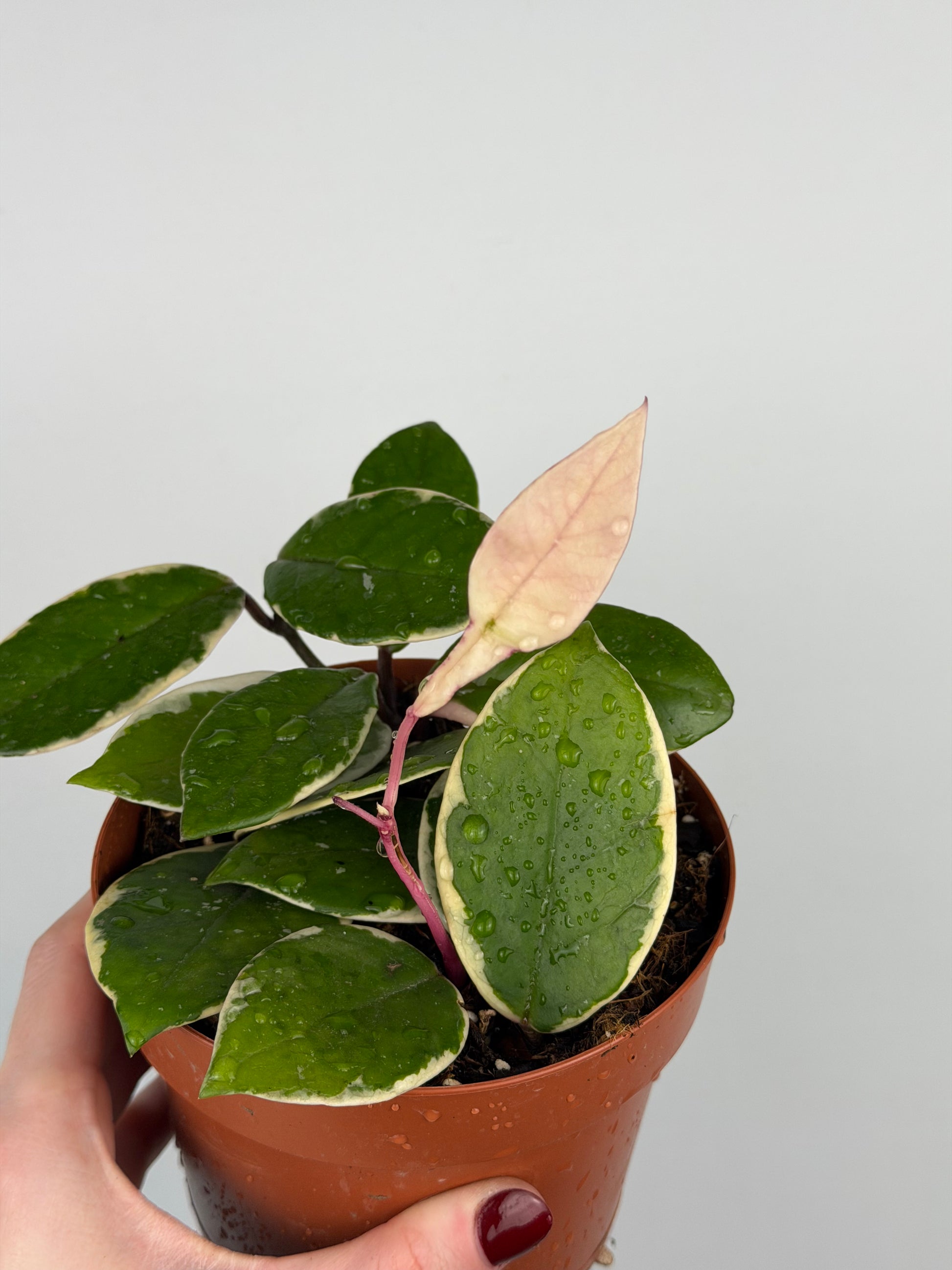 Hoya Flamingo Dream | Sage