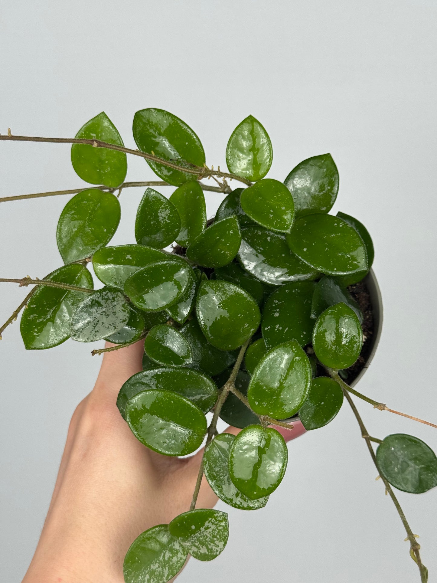 Hoya Mathilde Splash