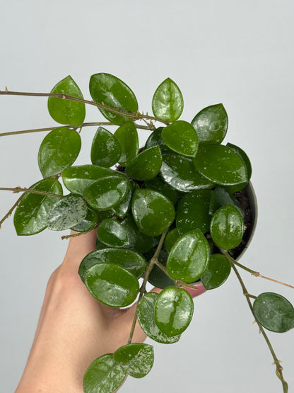 Hoya Mathilde Splash