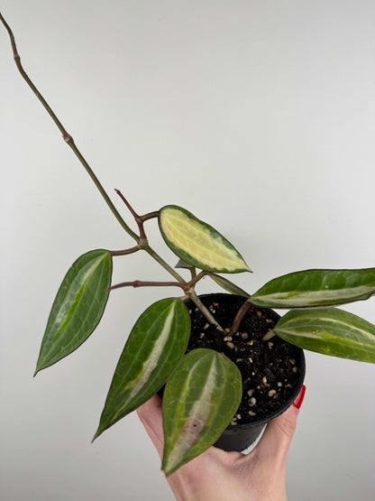 Hoya Latifolia “Pot of Gold”