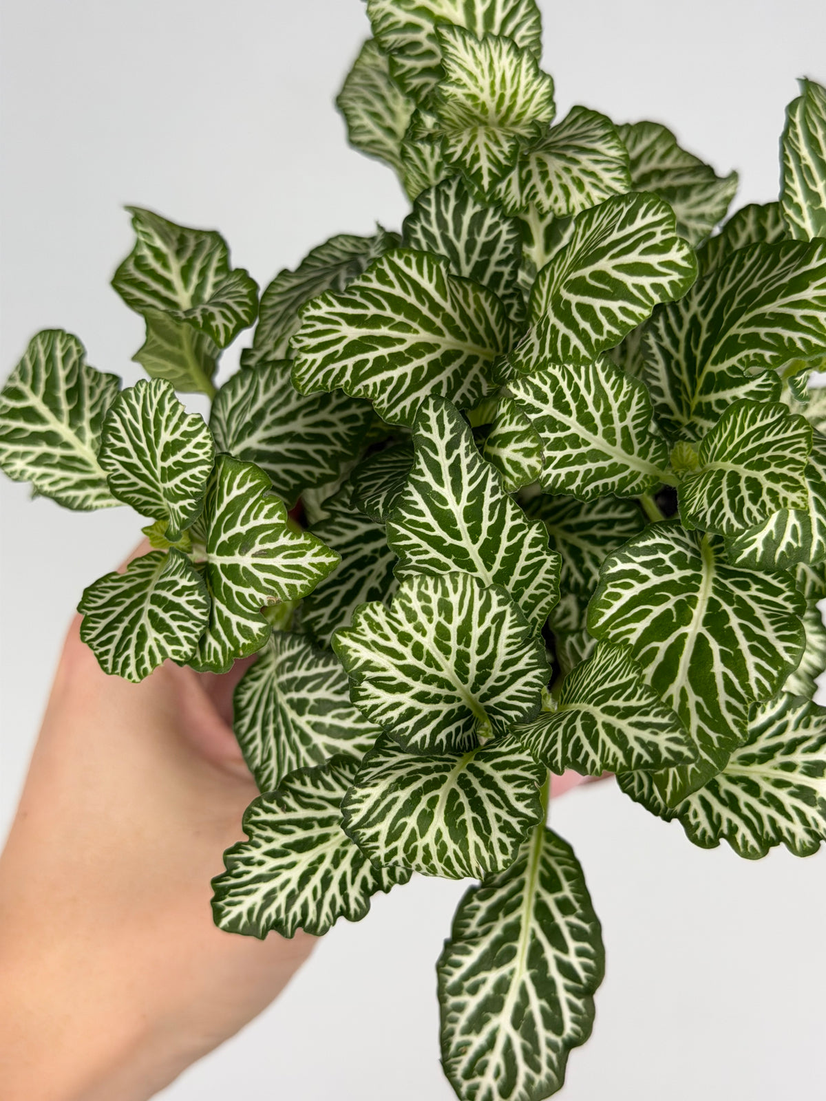 Fittonia 'White Tiger' Fittonia Tropical Corner
