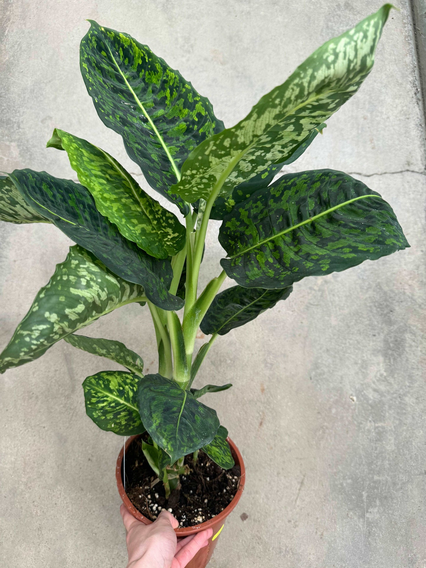 Dieffenbachia “Reflector”