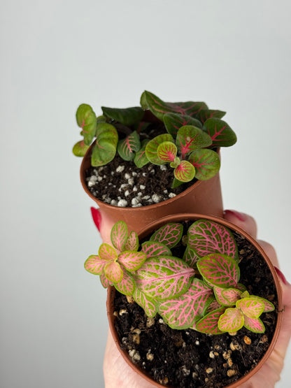 Fittonia Bundle | Mimma & Mimmetta