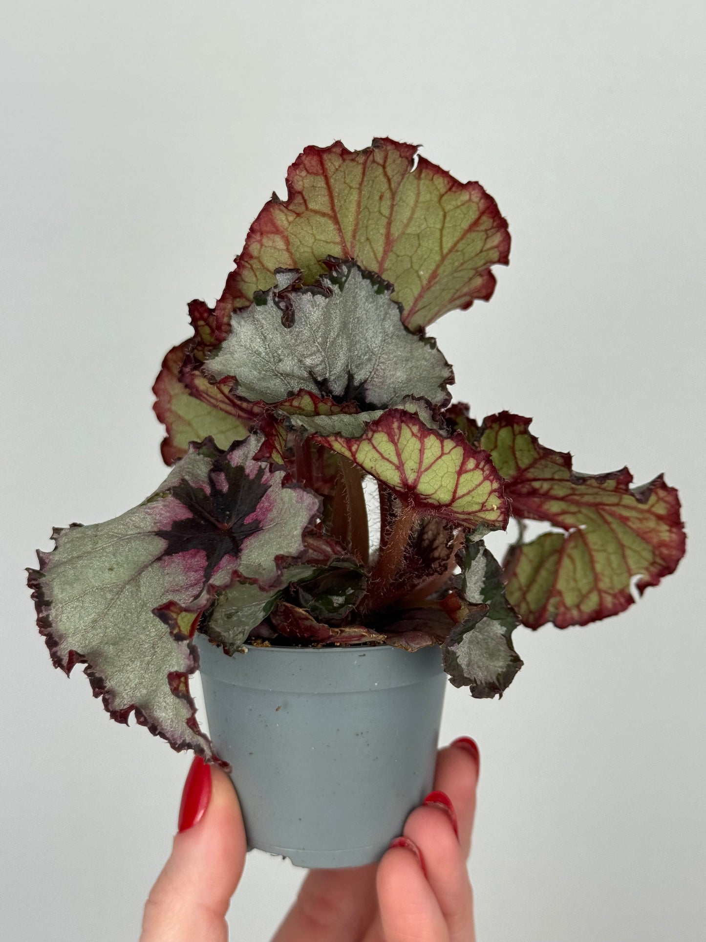 Begonia “Evening Glow”
