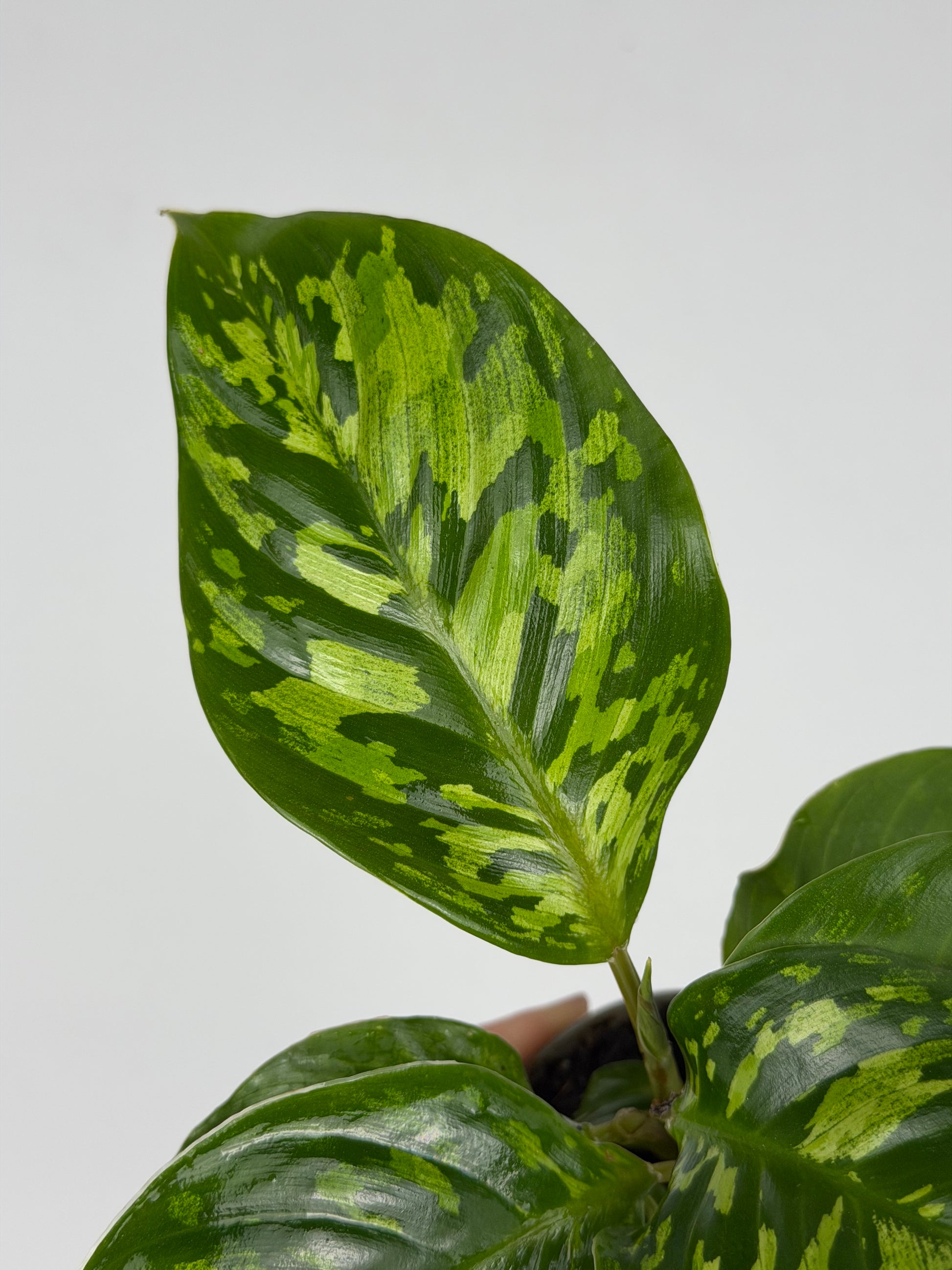 Homalomena wallisii 'Camouflage' Homalomena Tropical Corner
