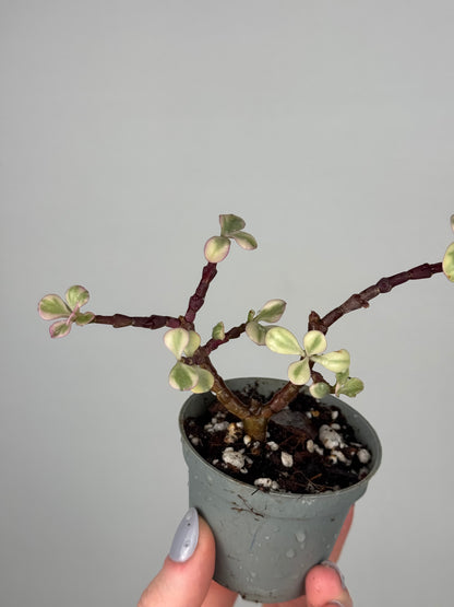 Portulacaria Afra “Variegata” | Lola