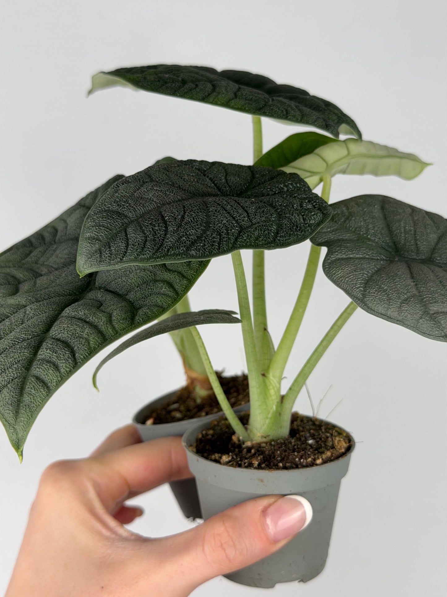 Alocasia Melo Alocasia Tropical Corner