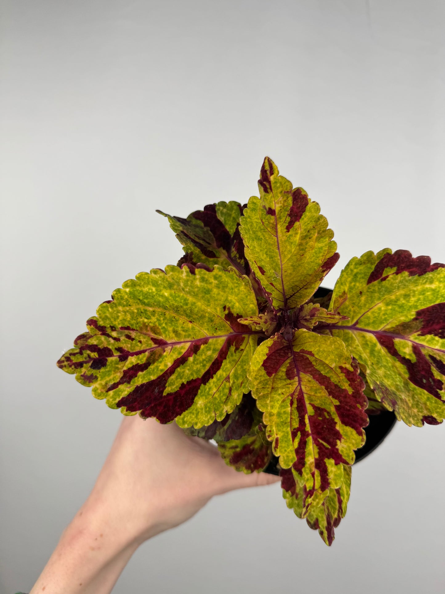 Coleus “Fairway mosaic” | Plectranthus Scutellarioides