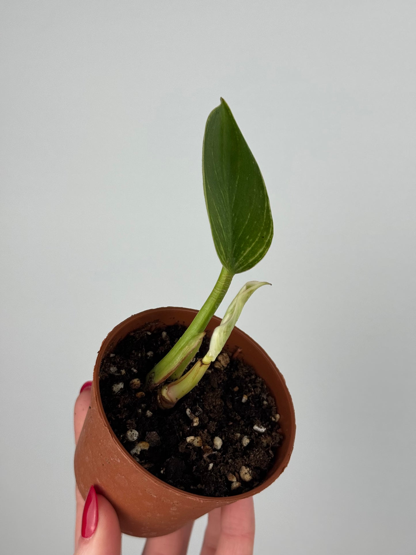 Philodendron Birkin | Tommy