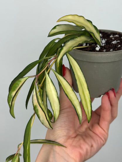 Hoya Wayetii 'Tricolor'