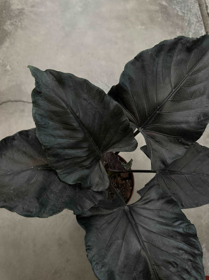 Alocasia Chienlii “Antoro Velvet”