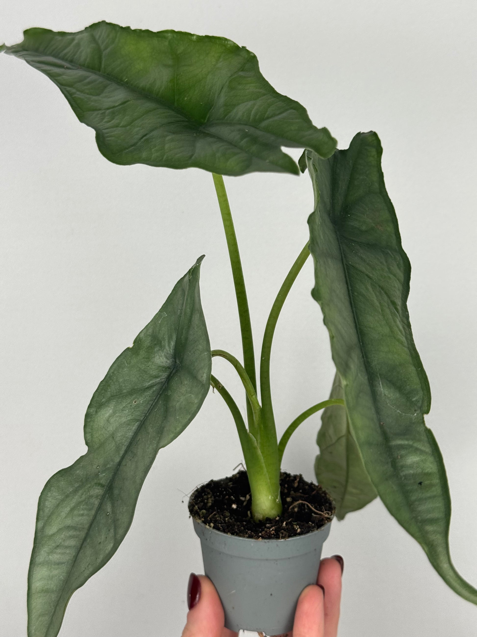 Alocasia heterophylla 'Dragon's Breath'