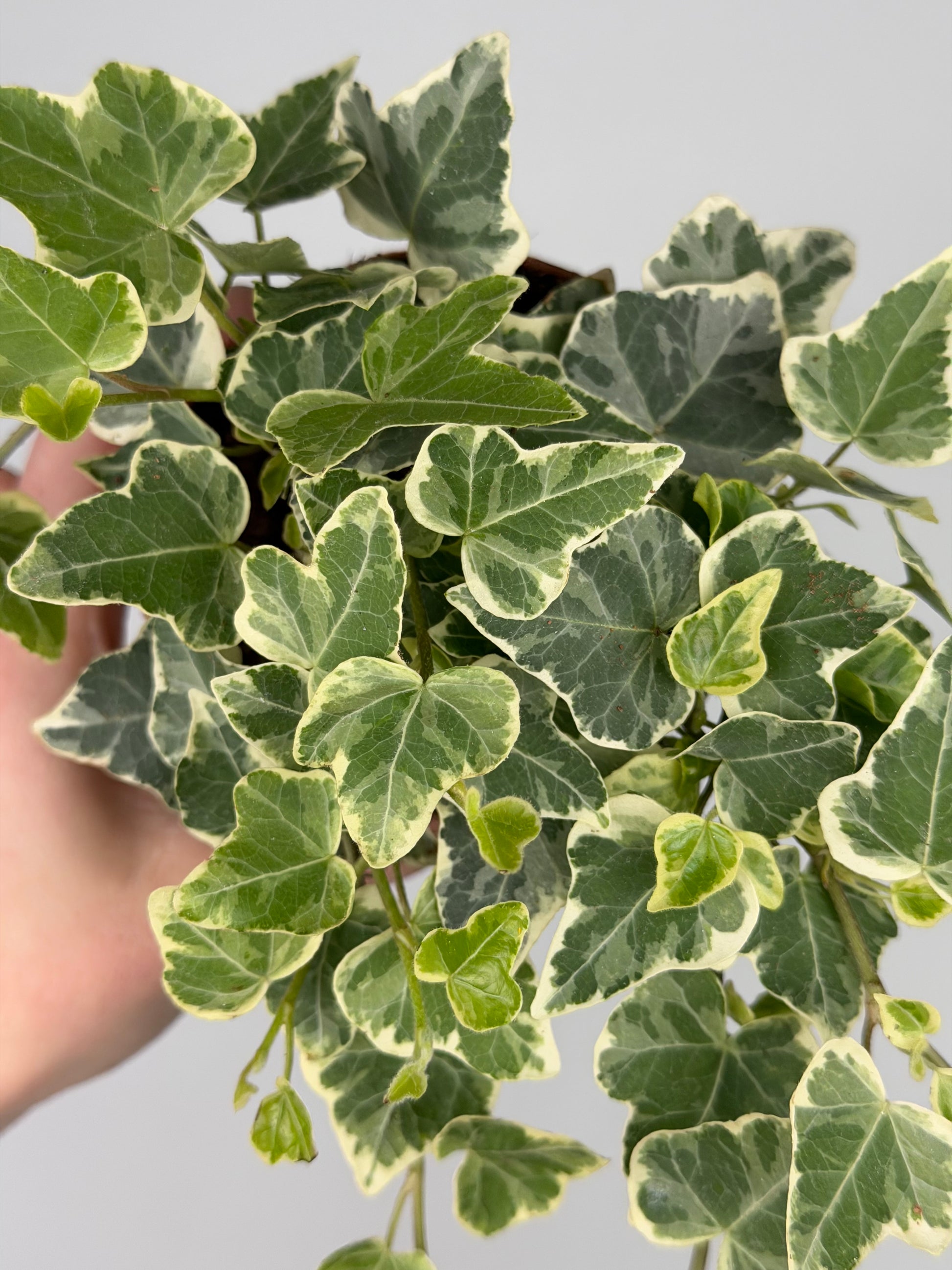 Hedera hel. 'White Wonder' Hedera Tropical Corner