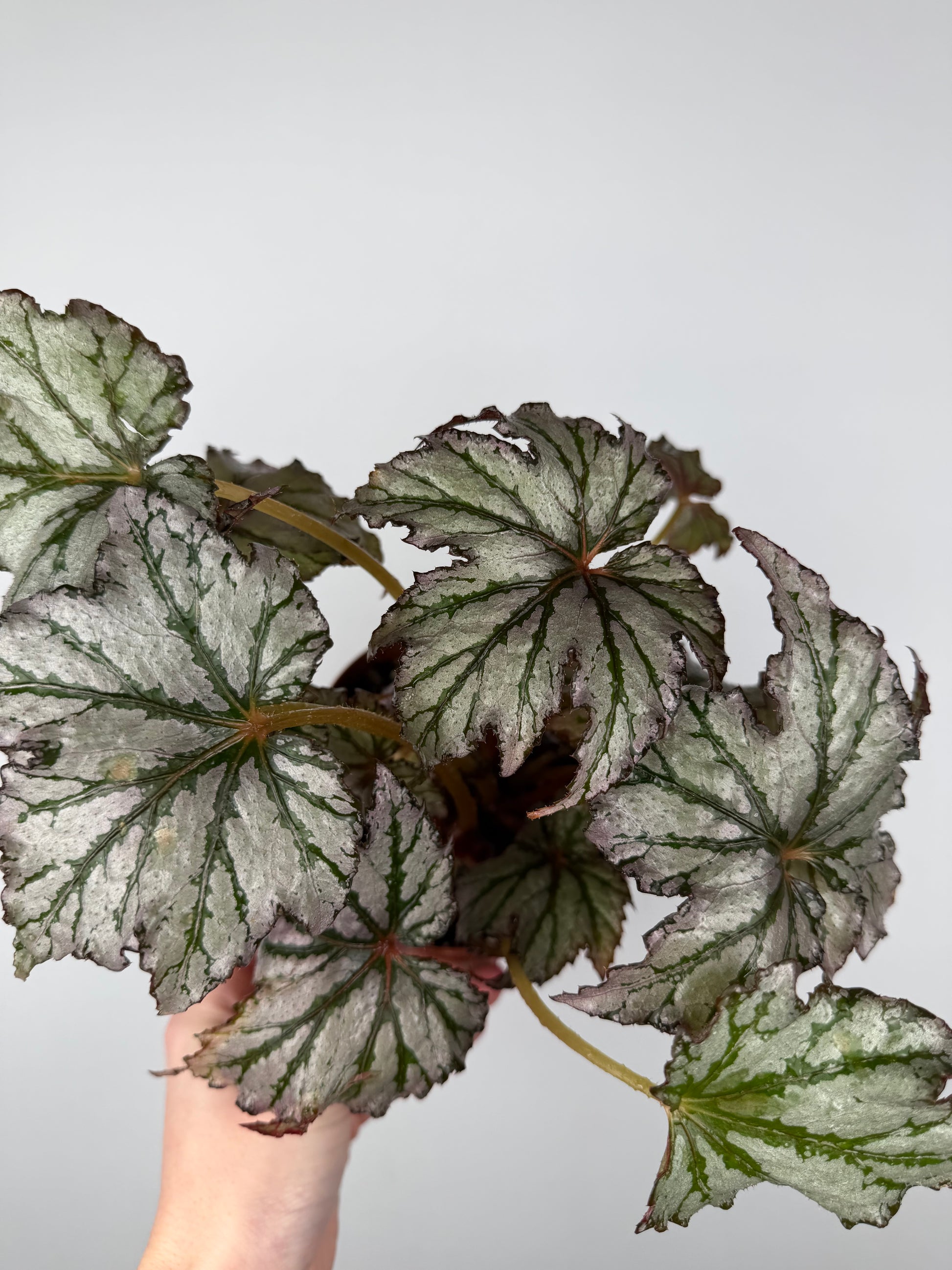 Begonia 'Spacestar Maia'