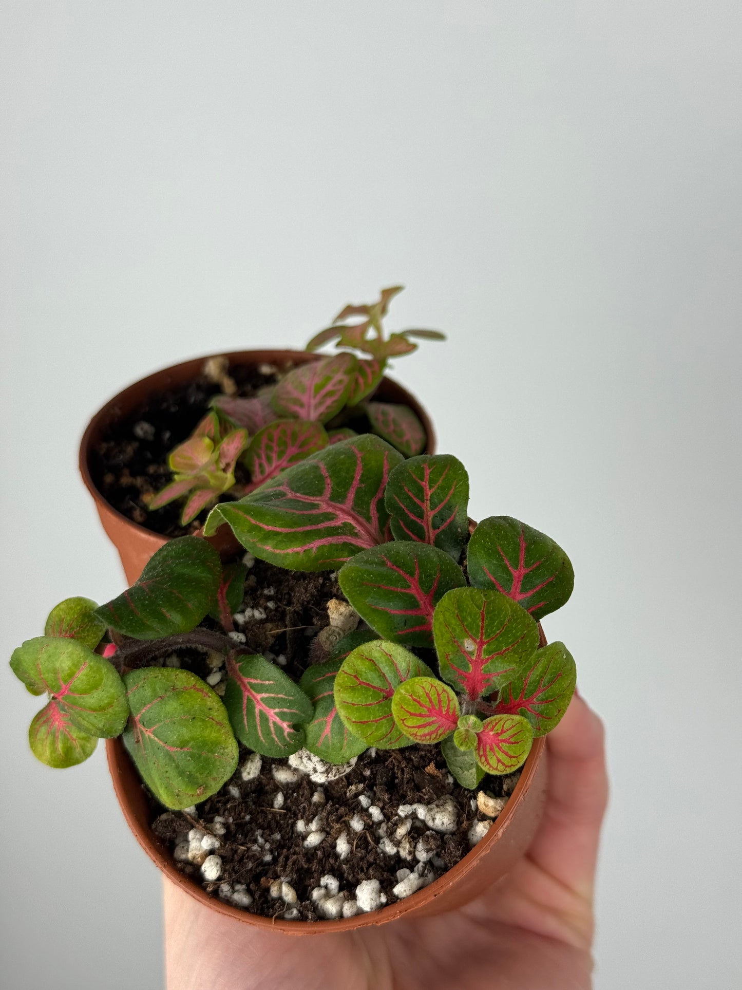 Fittonia Bundle | Mimma & Mimmetta