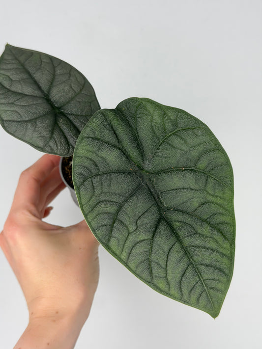 Alocasia Melo Alocasia Tropical Corner