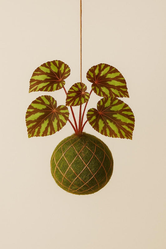 Baby Kokedama | Begonia Cleopatrae