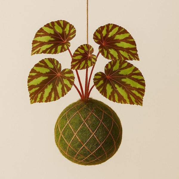 Baby Kokedama | Begonia Cleopatrae