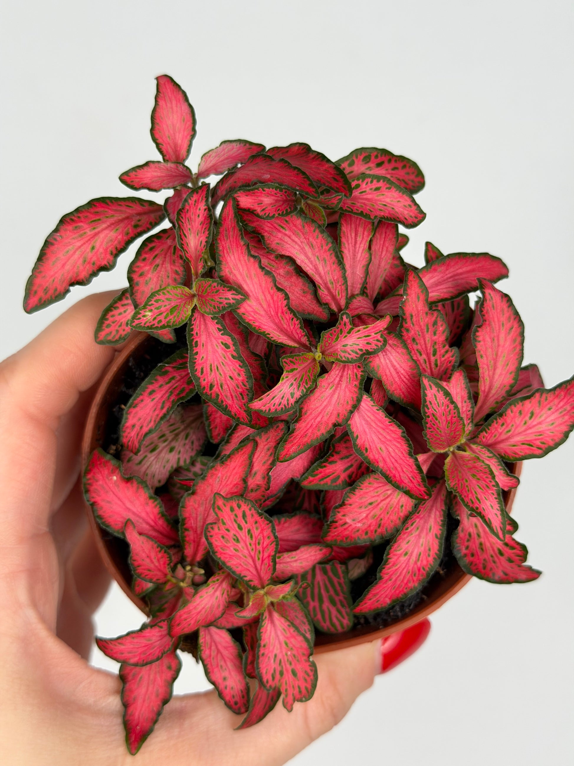 Fittonia 'Forest Flame' Fittonia Tropical Corner