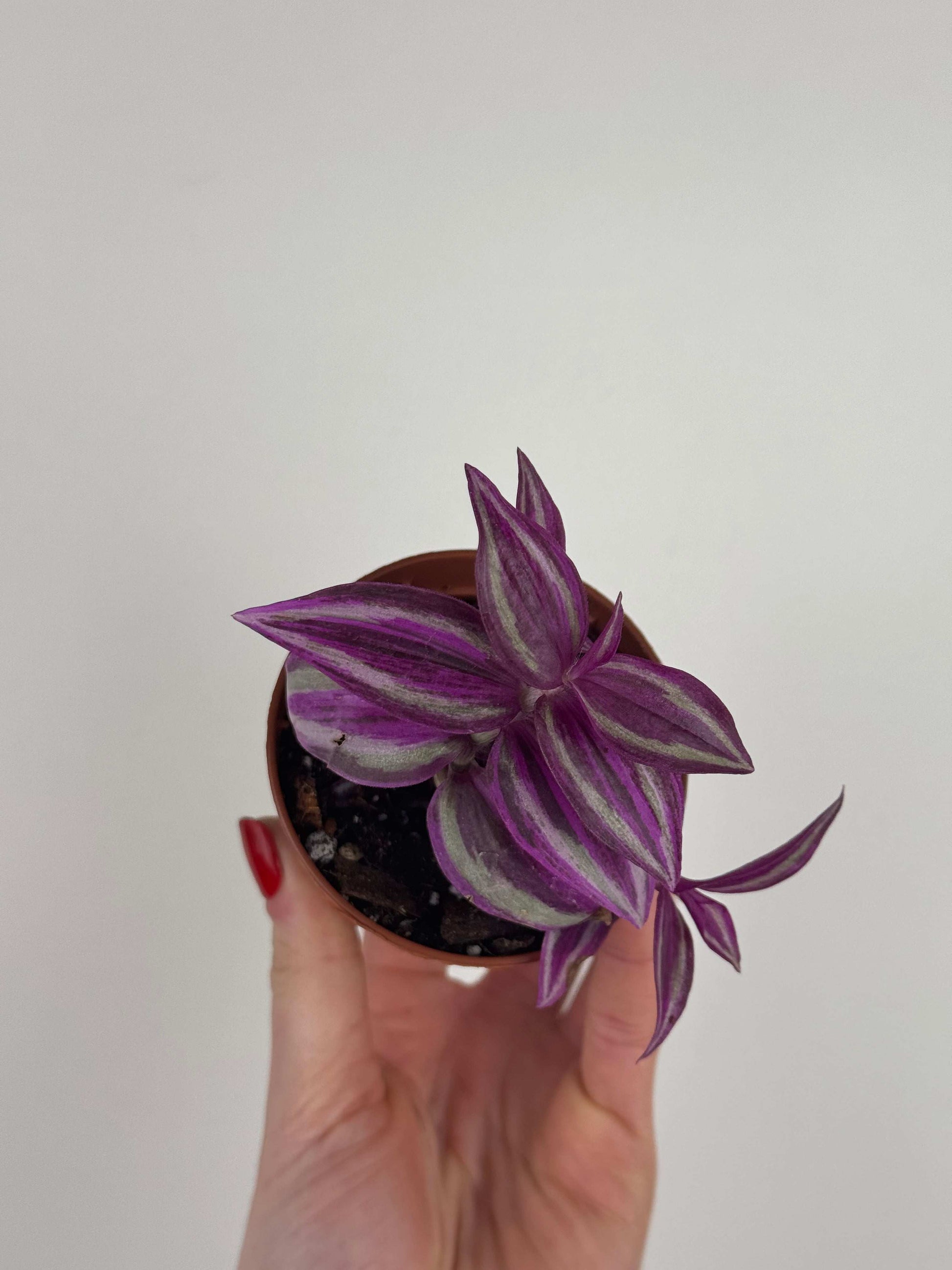 Tradescantia “Pink Paradise”