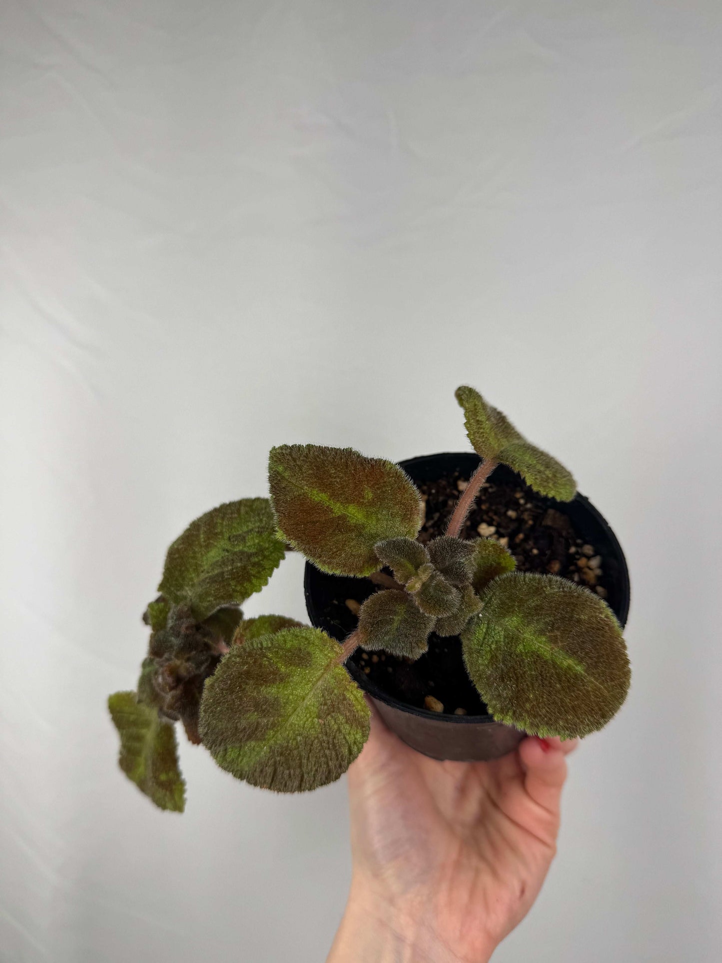 Episcia “Emerald Velvet” |  Clara