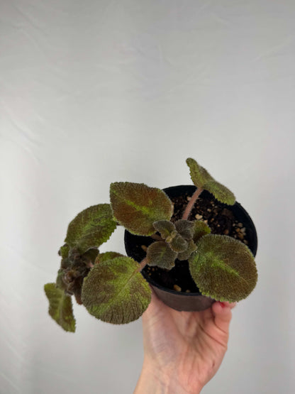 Episcia “Emerald Velvet” |  Clara