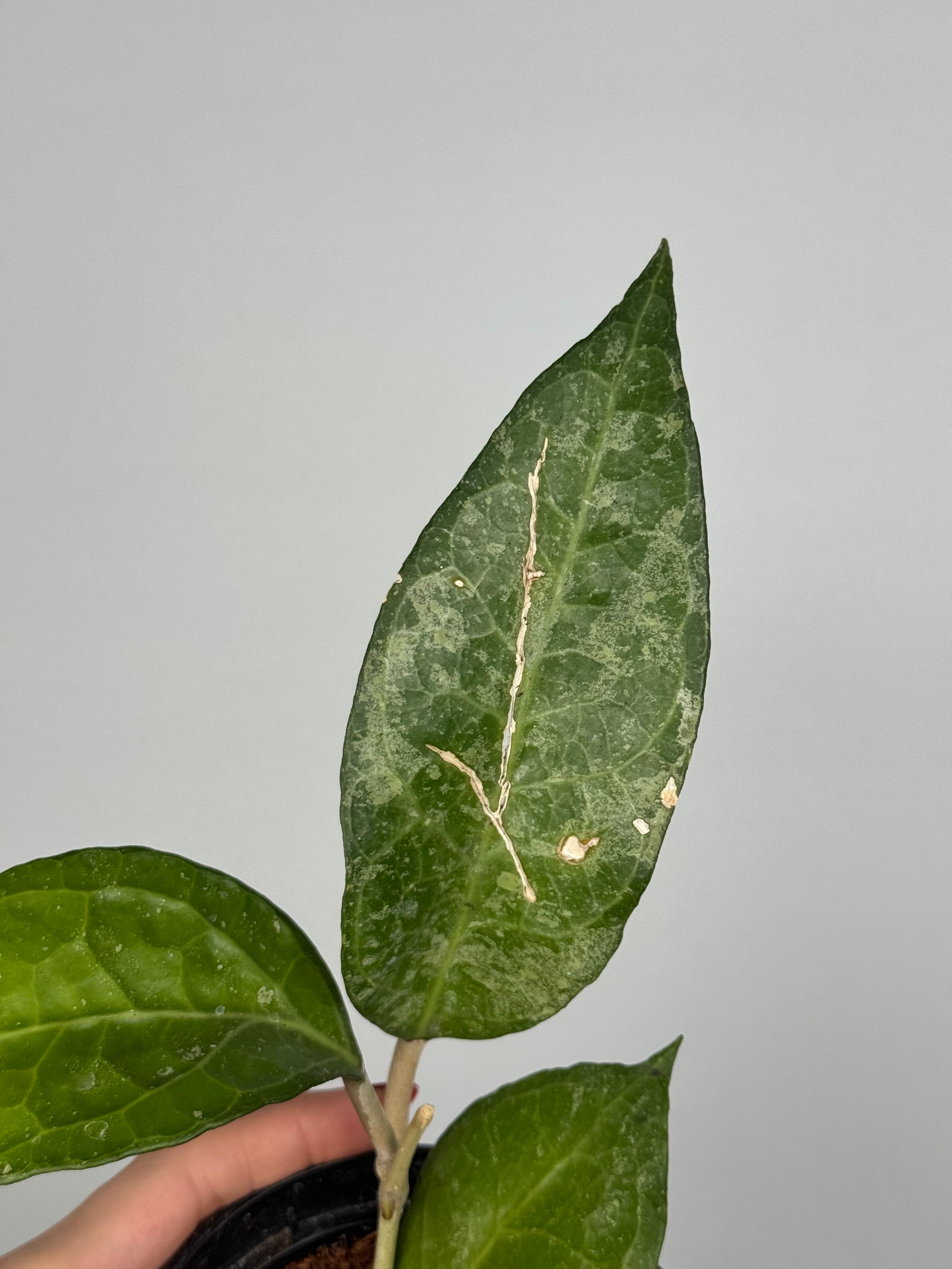 Hoya Verticillata “Wayang Splash” | Chloris