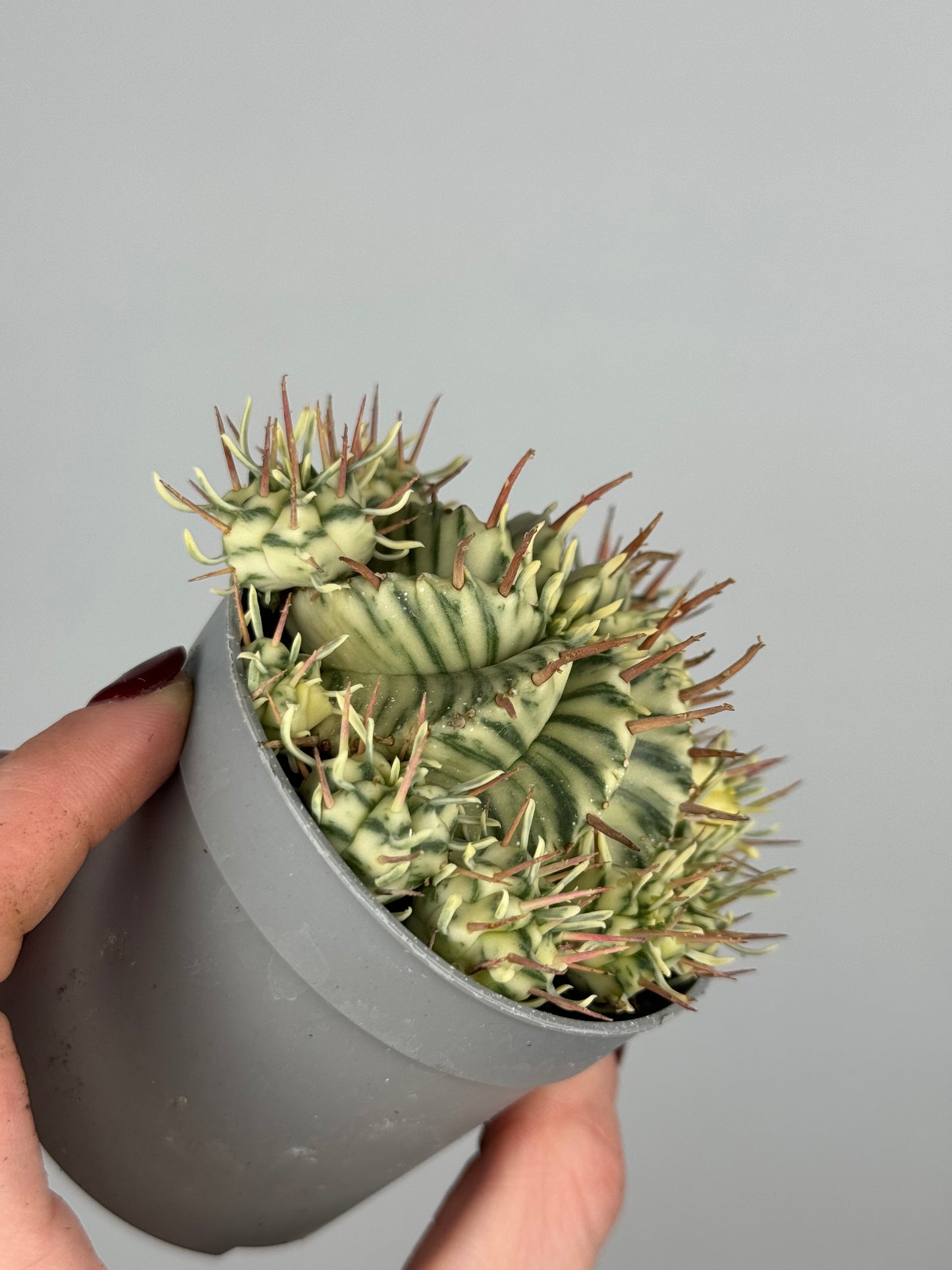 Euphorbia meloformis variegata