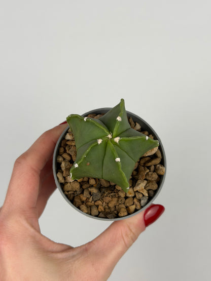 Astrophytum myriostigma 'nudum'