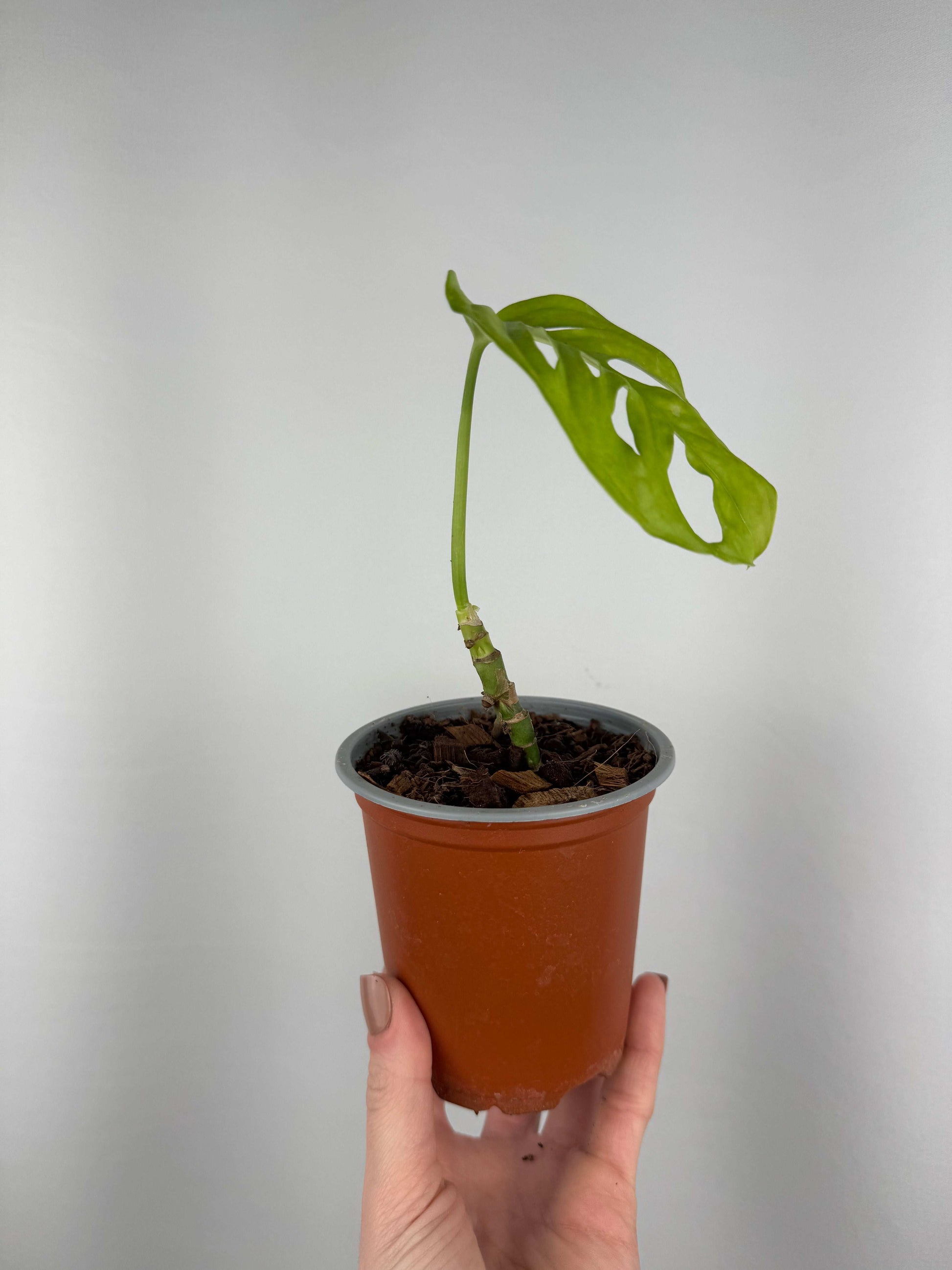 Monstera Adansonii | Chloe