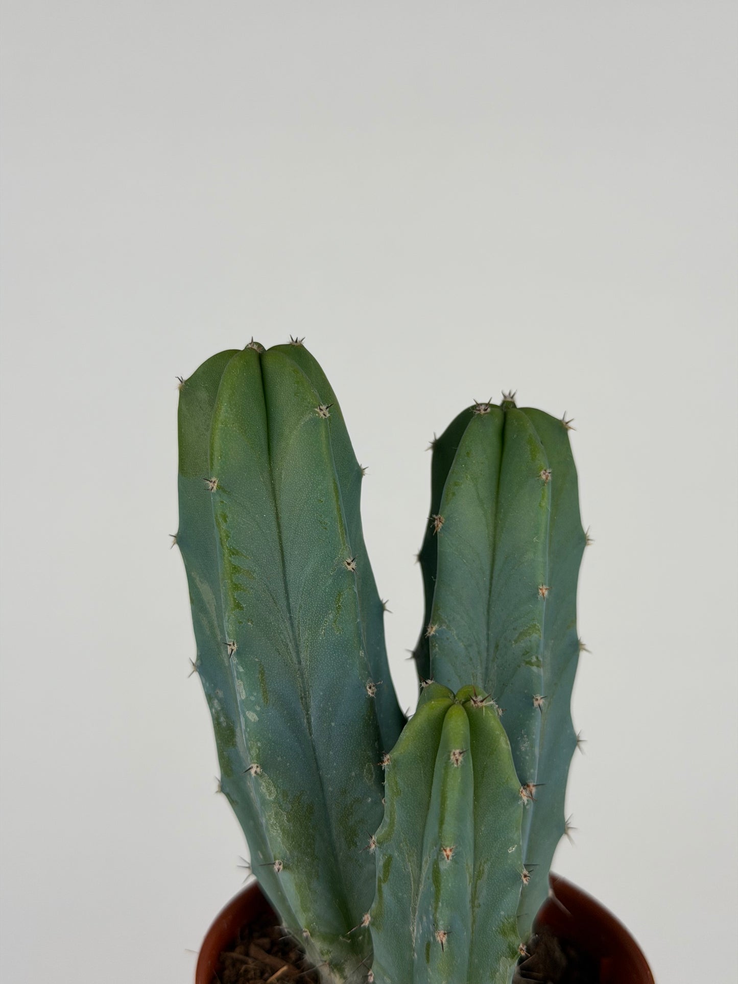 Myrtillocactus geometrizans