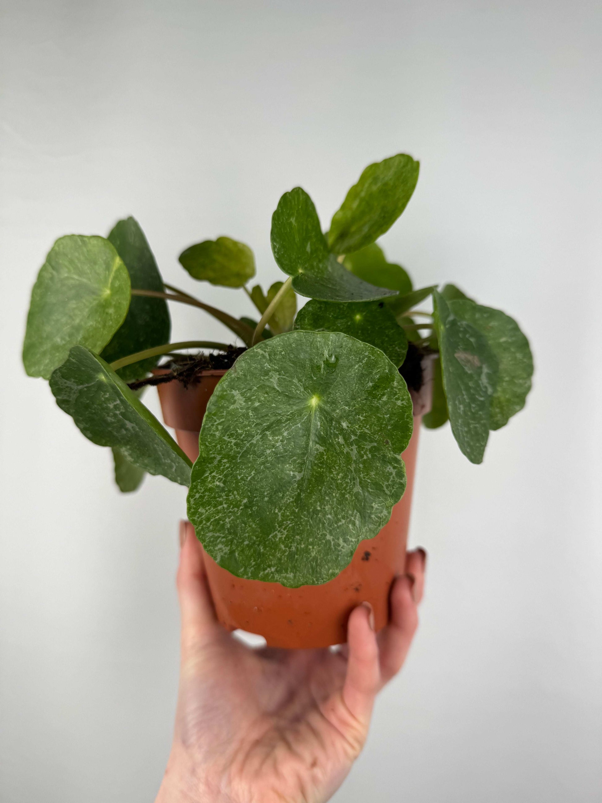 Pilea Peperomioides “Sugar”