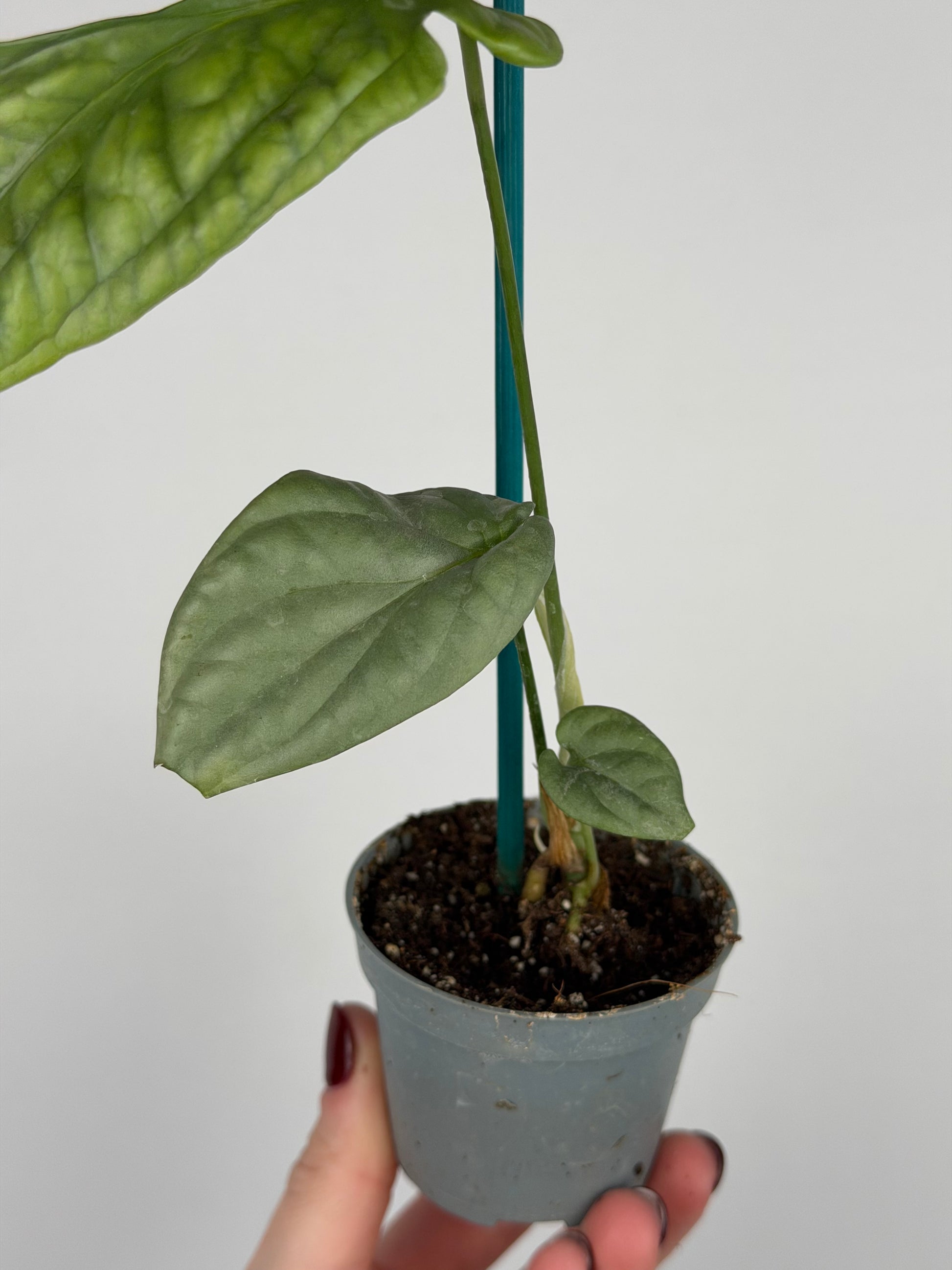 Amydrium Medium Silver | Thorn