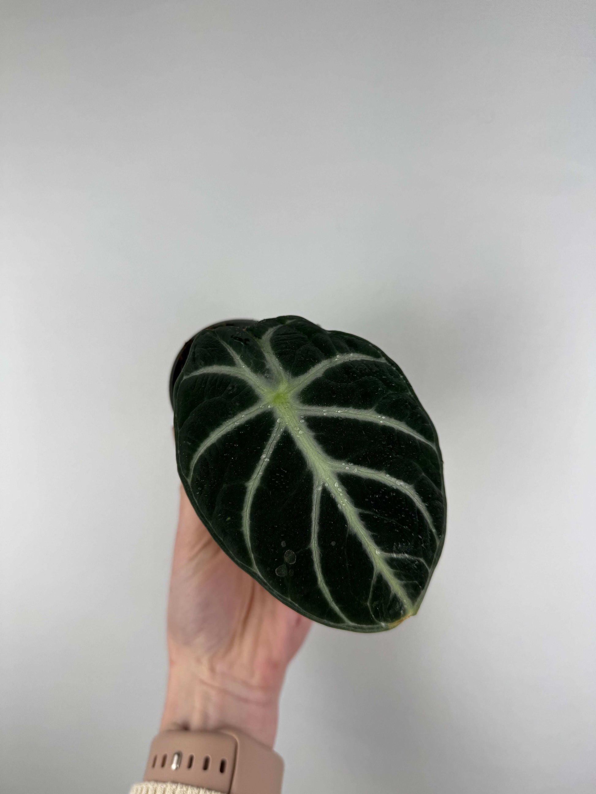 Alocasia Reginula “Ninja”