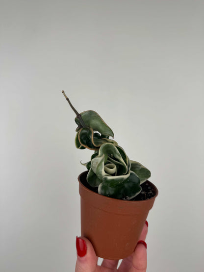 Hoya Compacta variegata