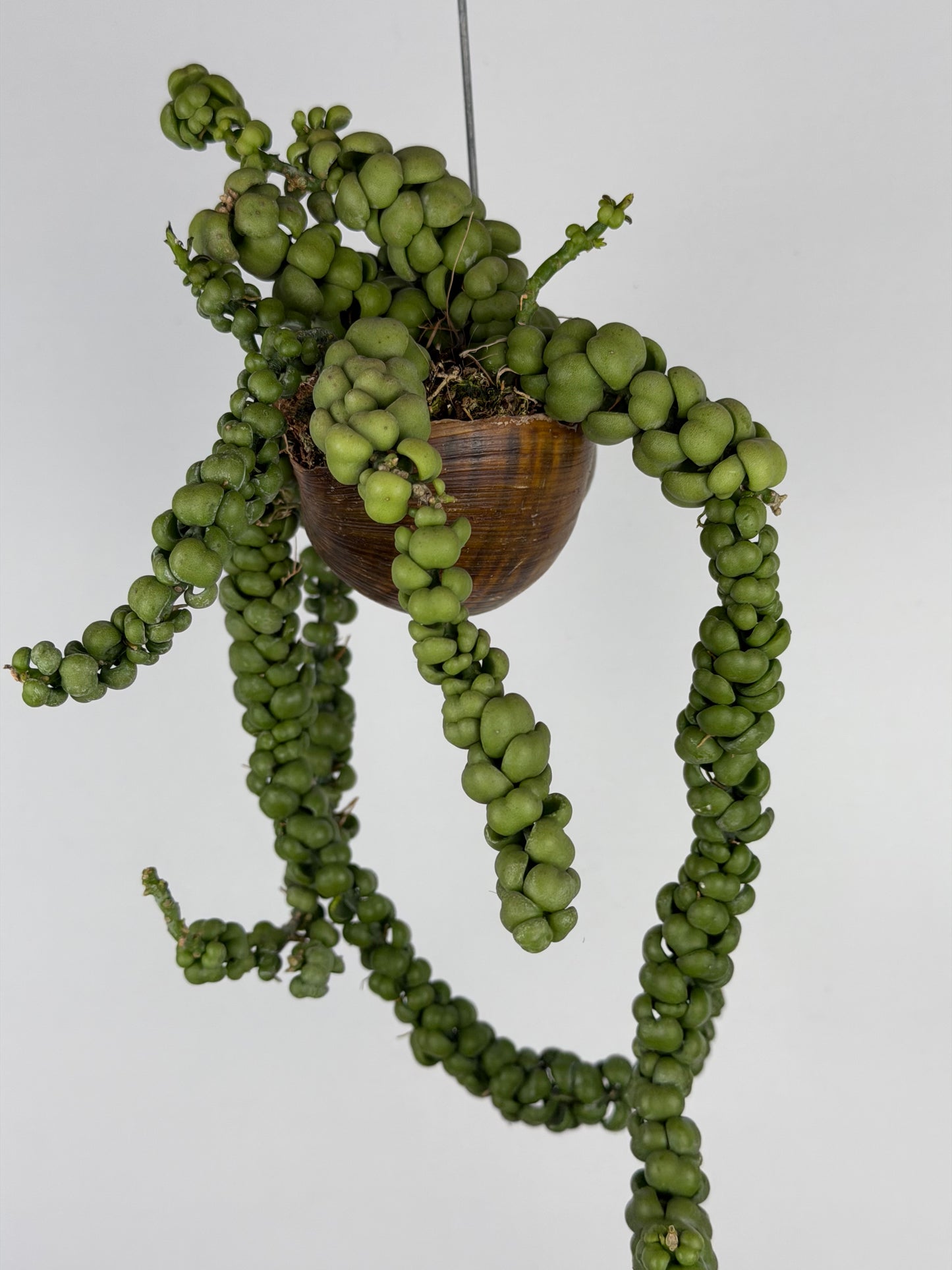 Dischidia Nummularia 'Pangolin Kisses' | Shelly hang Dischidia Tropical Corner