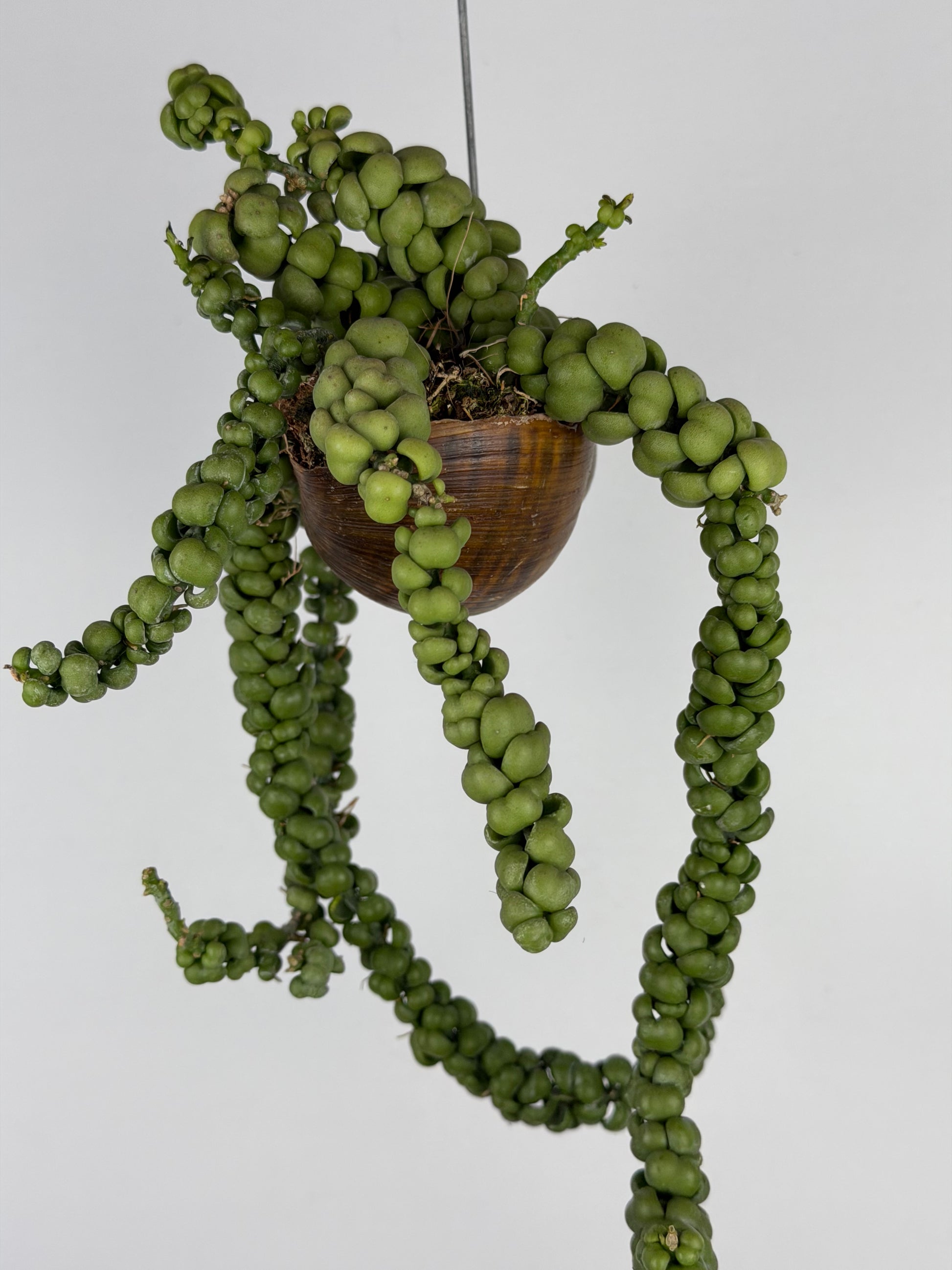 Dischidia Nummularia 'Pangolin Kisses' | Shelly hang Dischidia Tropical Corner