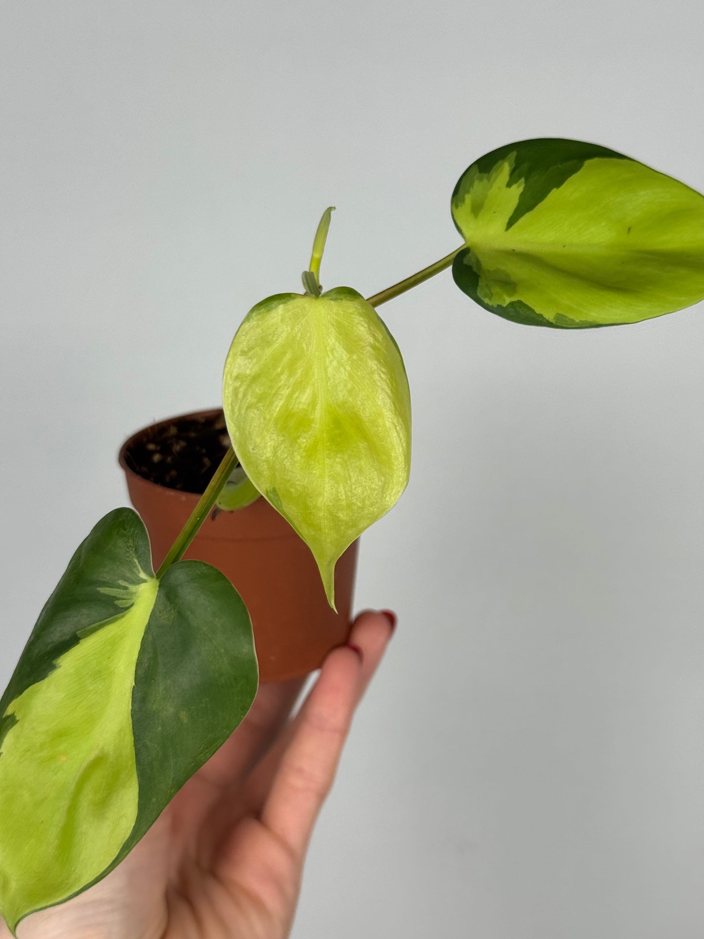 Philodendron Scandens Brasil | Silvano
