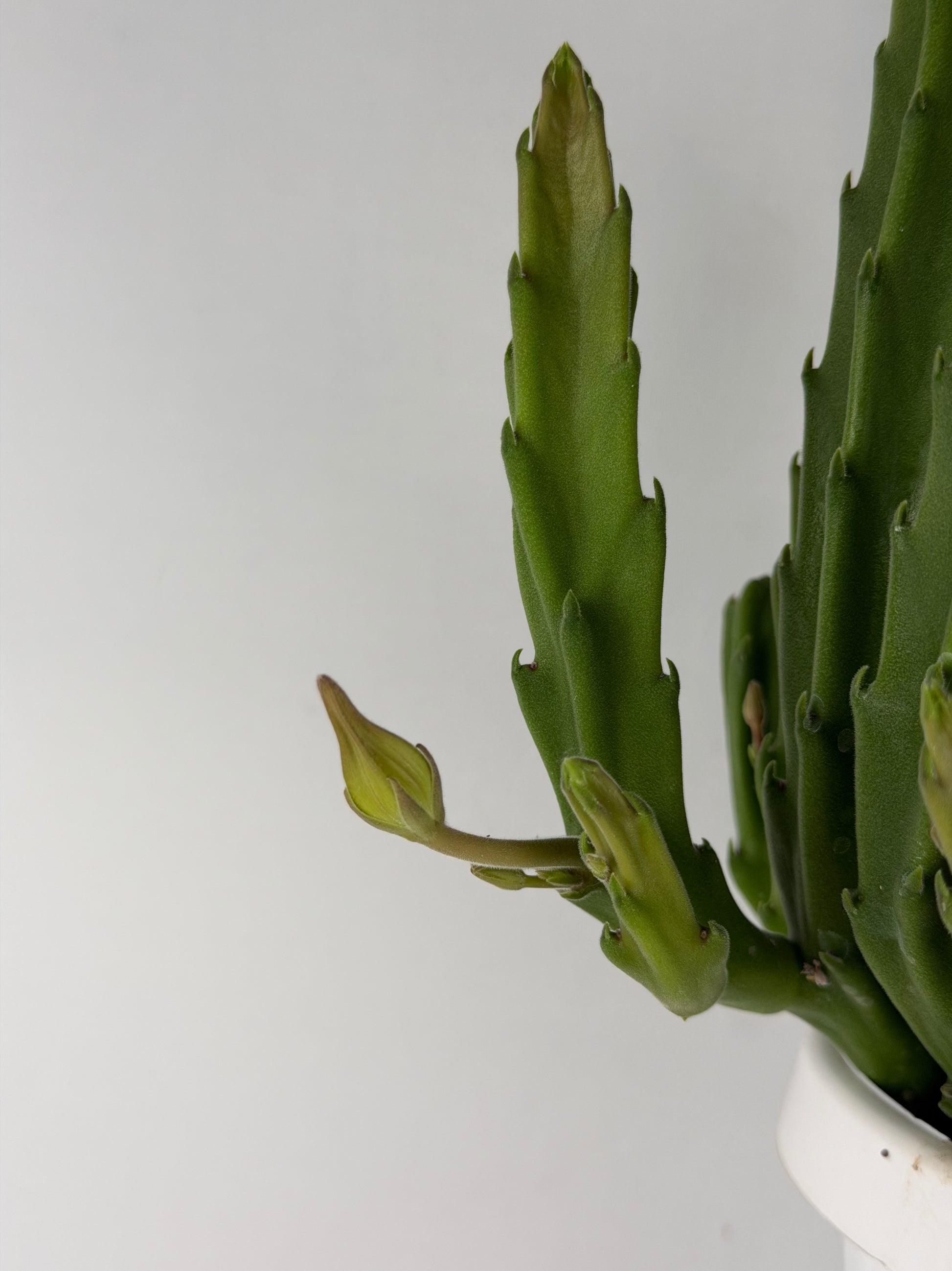 Stapelia Hirsuta Stapelia Tropical Corner