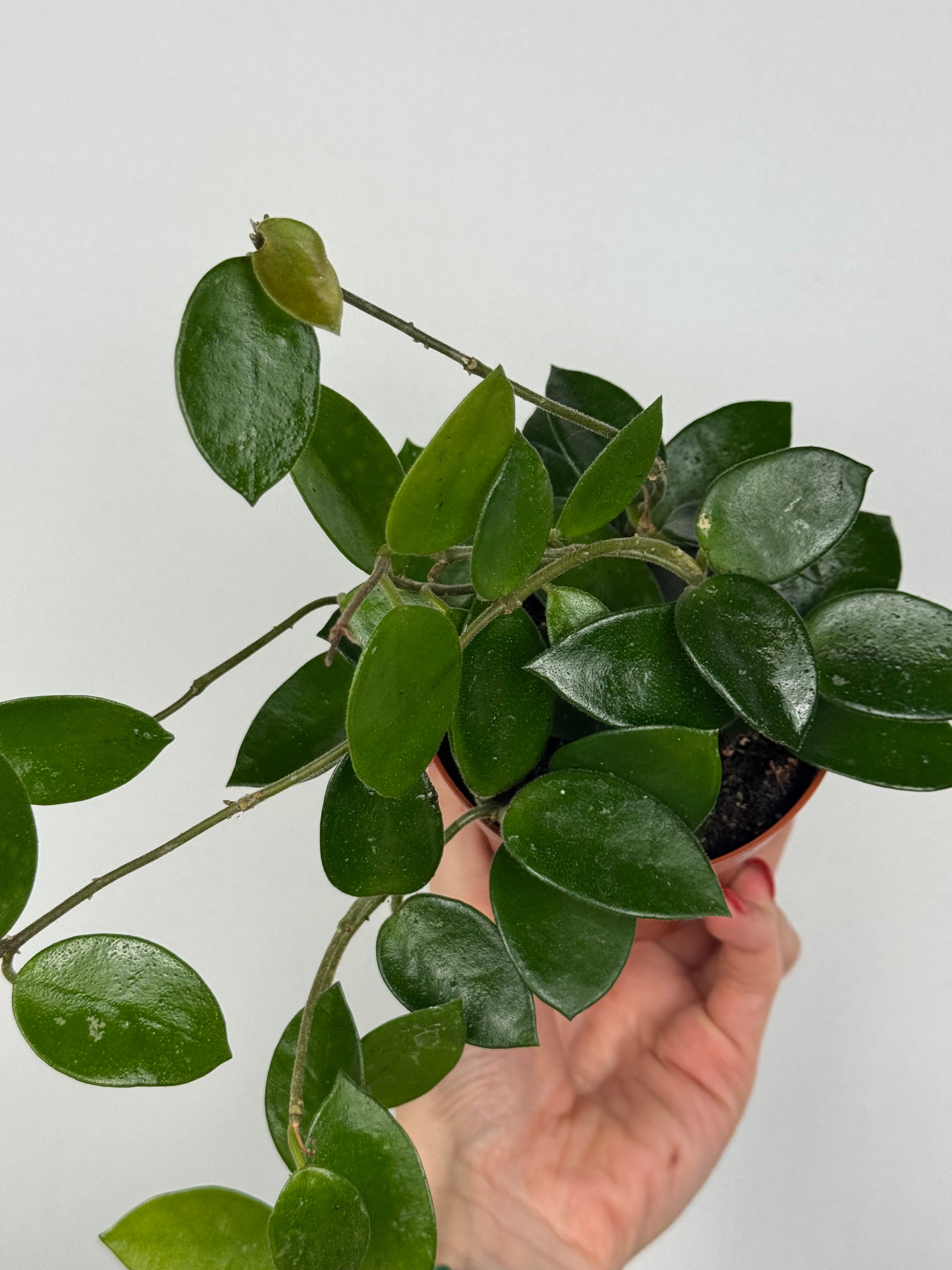 Hoya Chouke