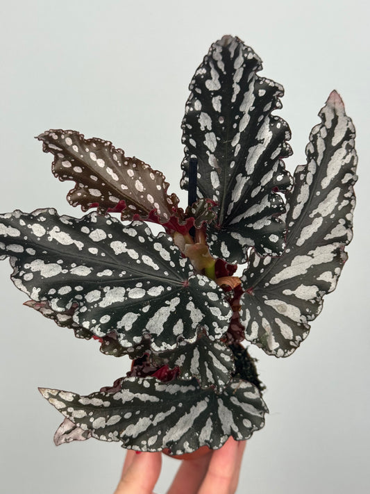 Begonia maculata 'Spotlight Dark'