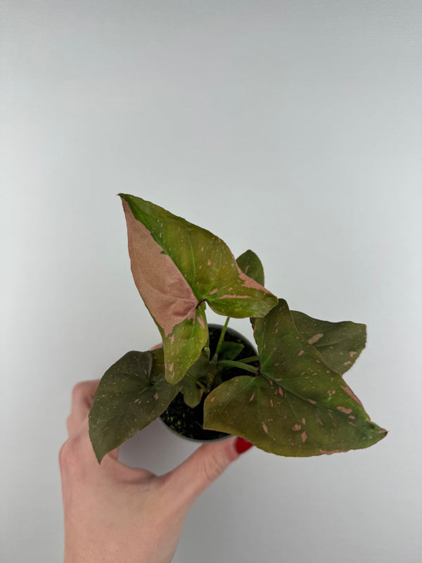 Syngonium Pink Splash