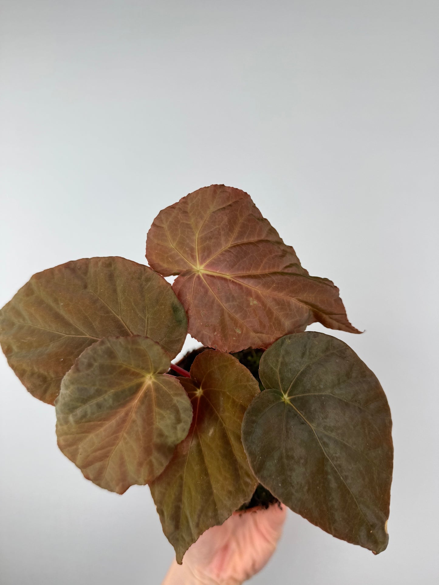 Begonia Pavonina