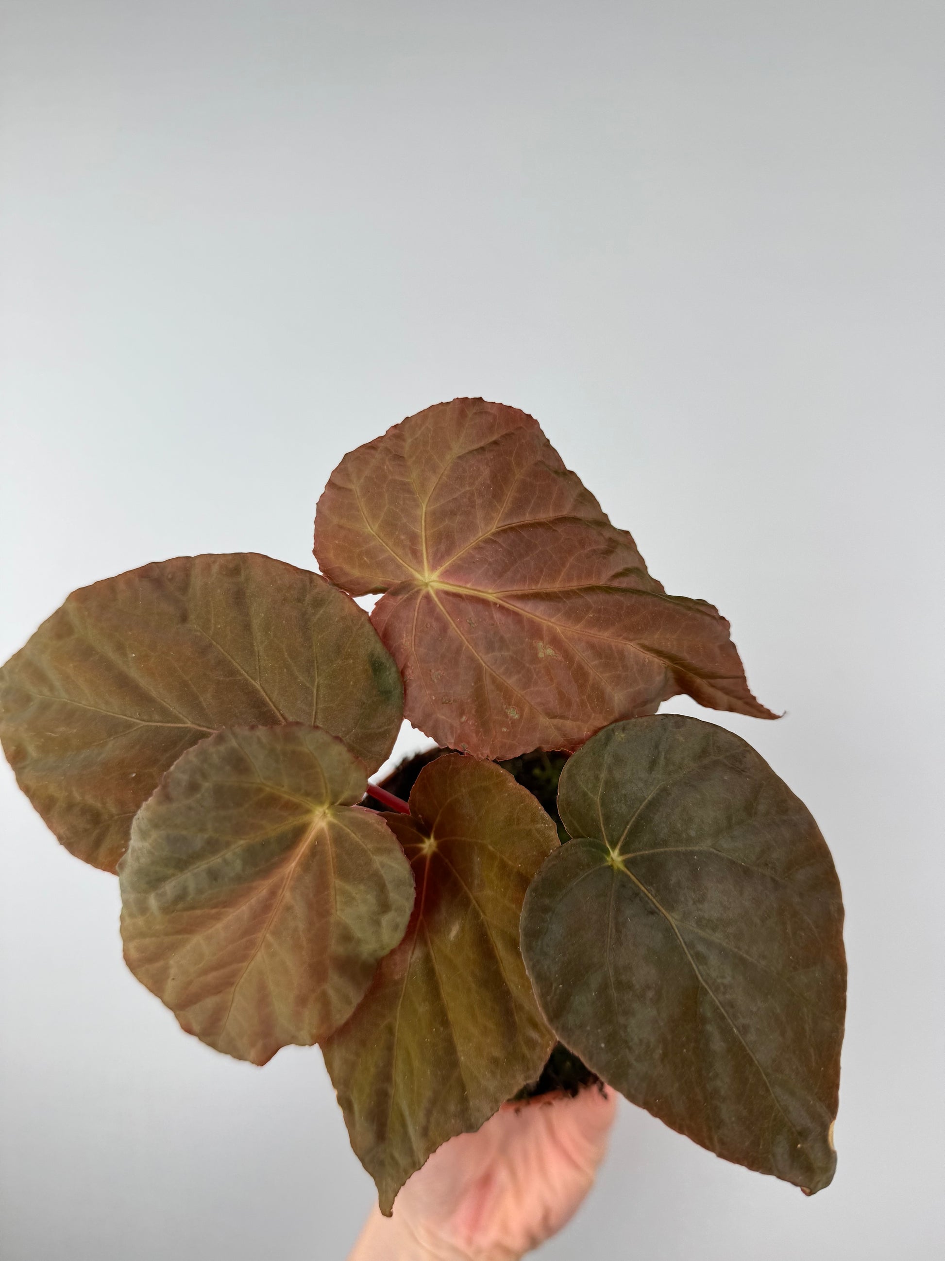 Begonia Pavonina