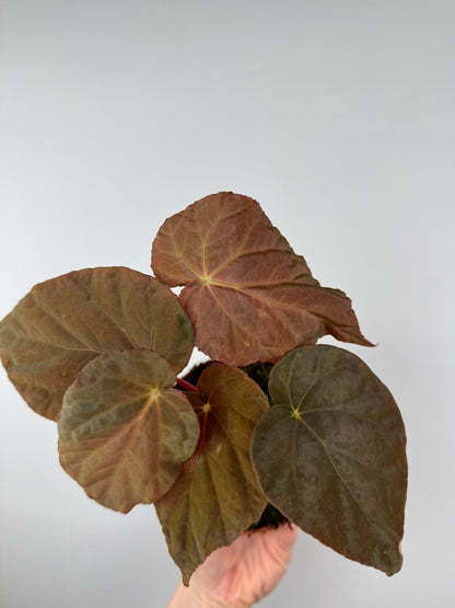 Begonia Pavonina