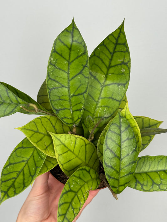 Hoya Callistophylla 'KAL 16'