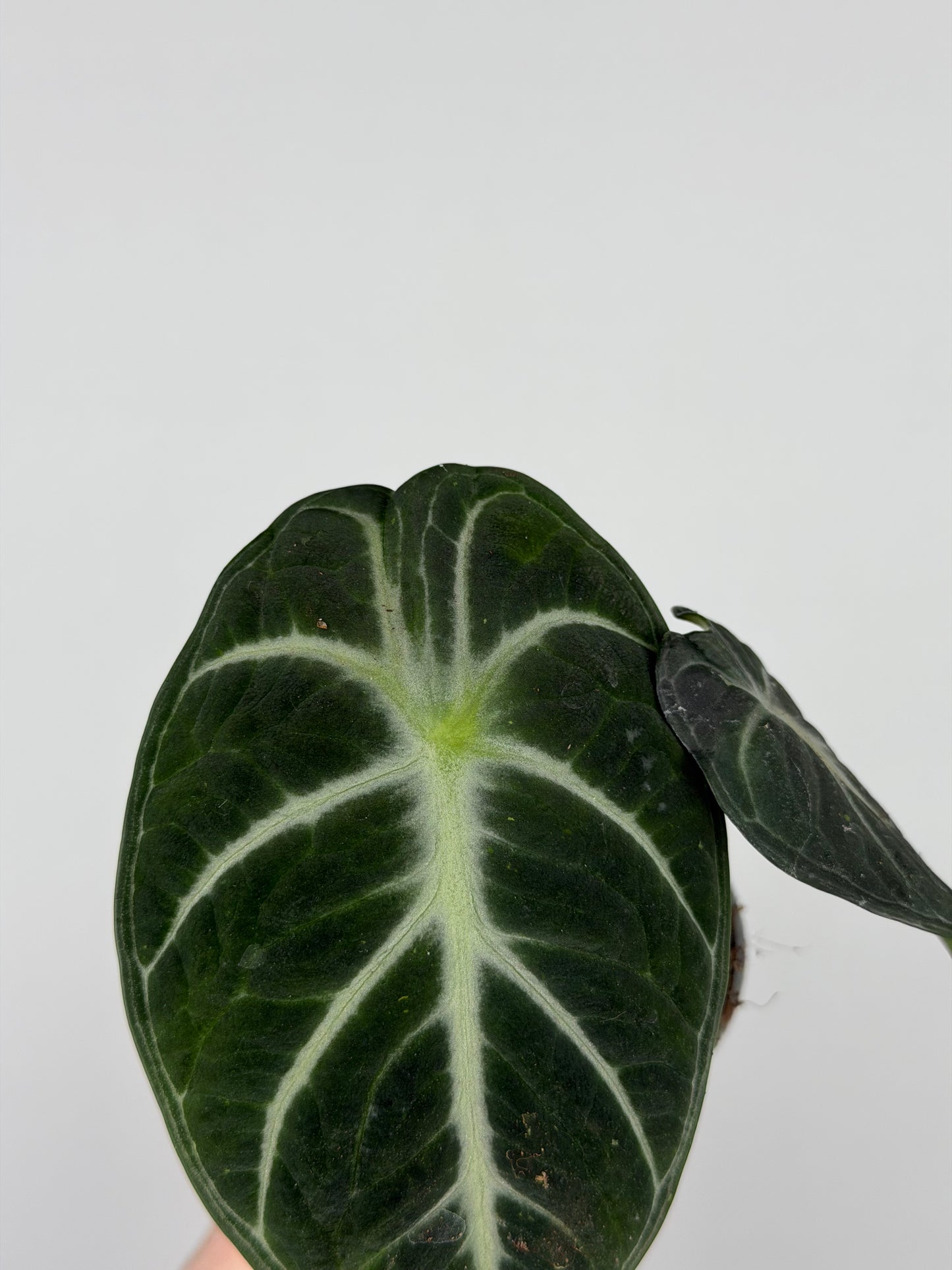 Alocasia Reginula 'Ninja'