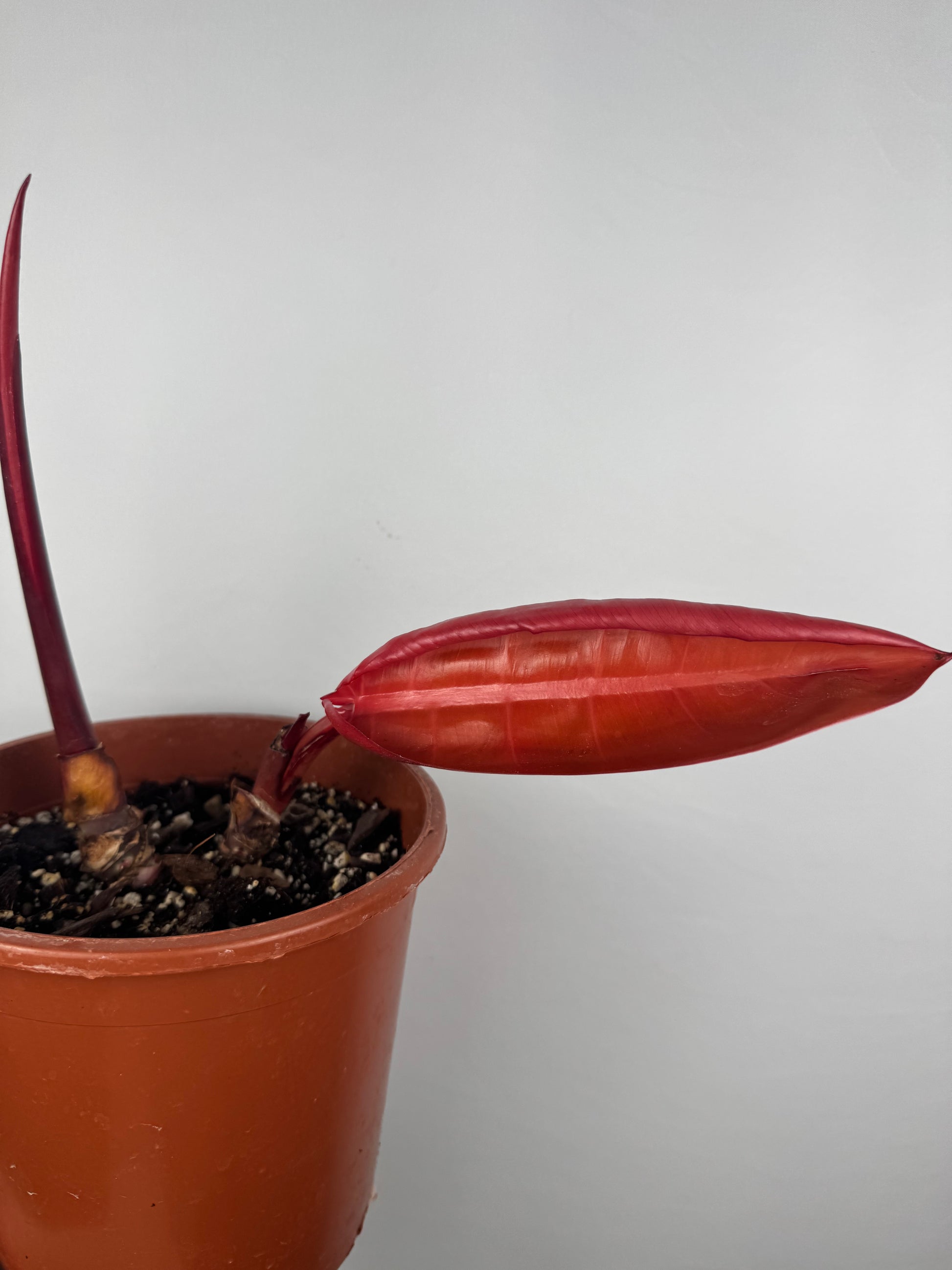 Philodendron “Prince of Orange” | Gianluca